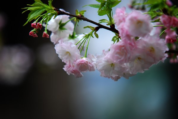 樱花季节 摄影 peterluonan