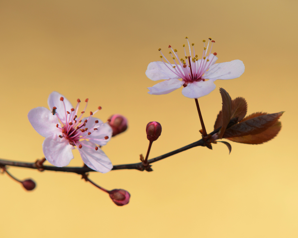 春意闹枝头 摄影 异乡影迷