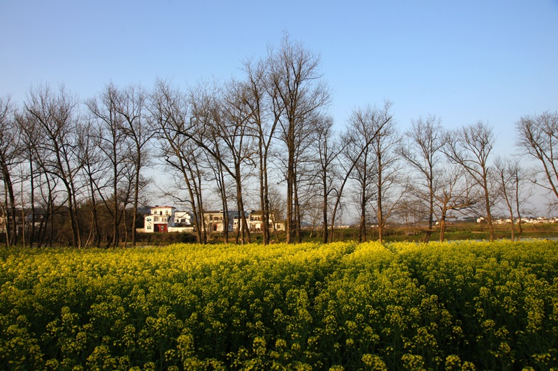 西溪南村油菜花 摄影 施瓦旧格