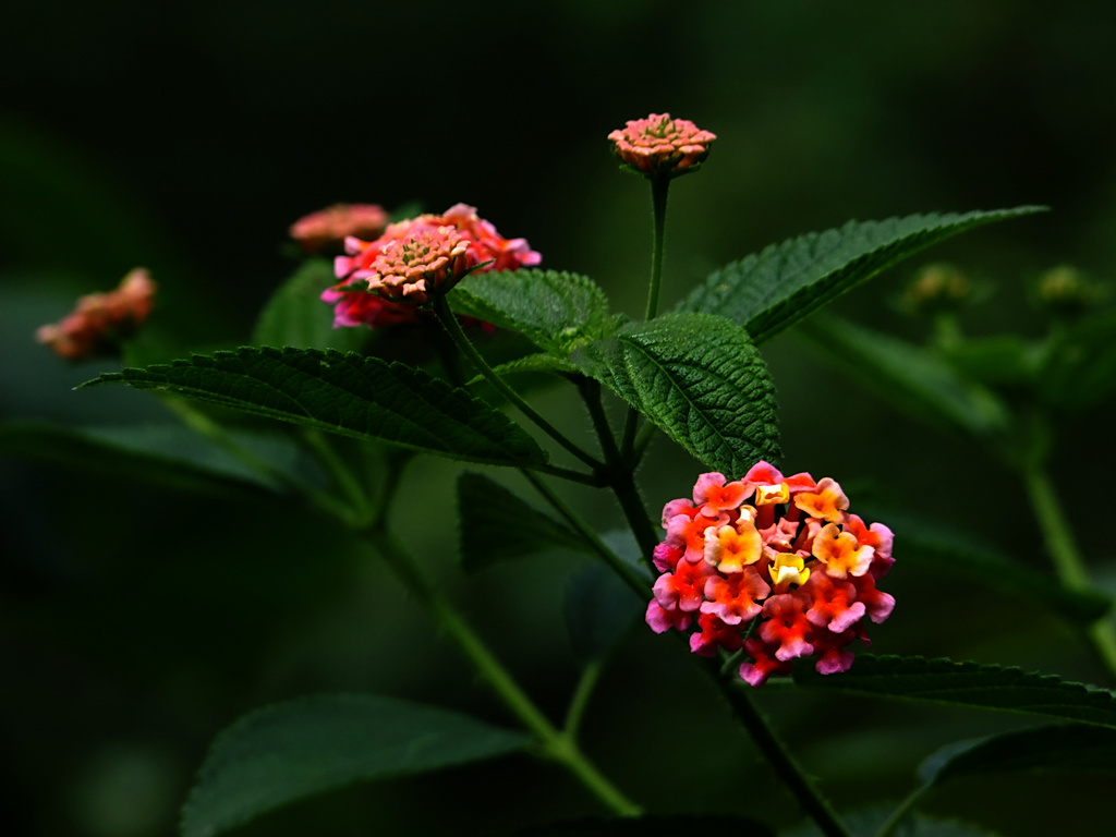 花 摄影 清闲