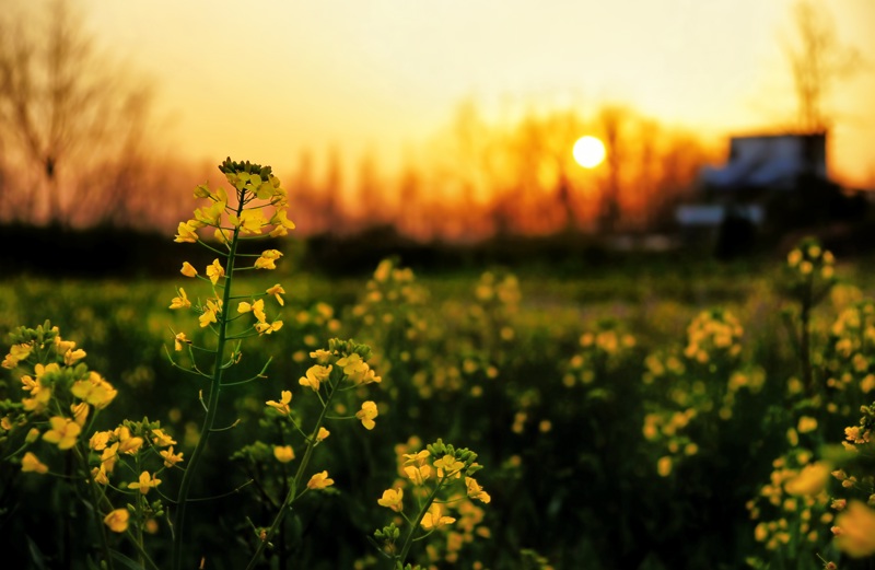 油菜花与夕阳 摄影 施瓦旧格