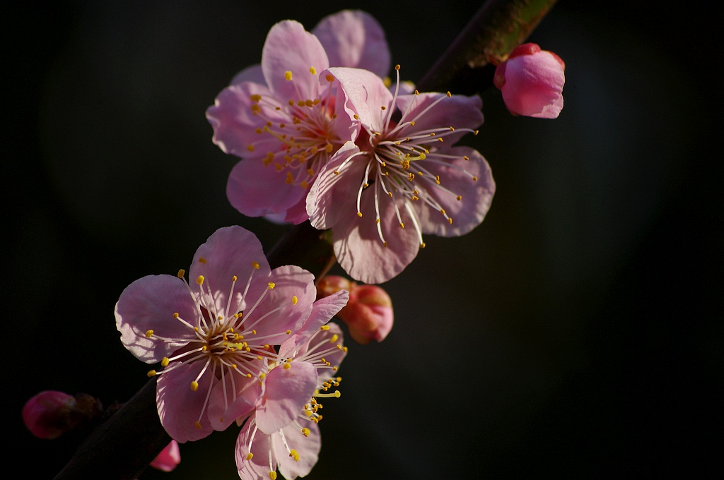 梅花2012（7） 摄影 心有芊芊