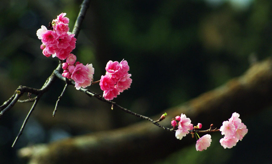 春花 摄影 老豆花