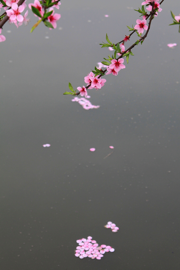 三月桃花 摄影 运树