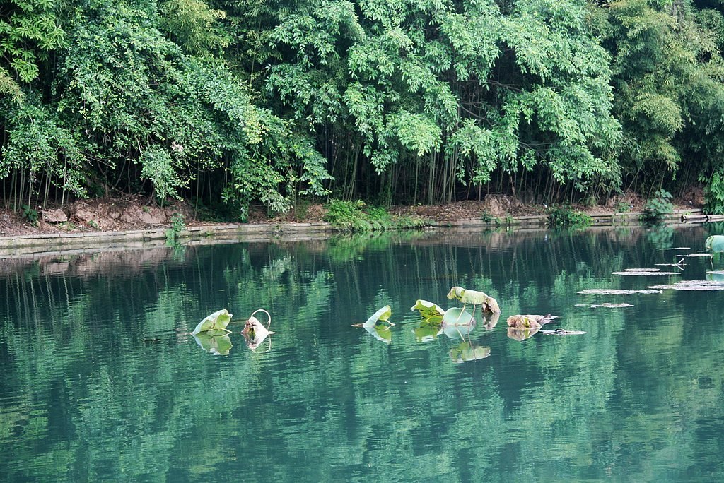 碧影衰荷 摄影 秋水孤鹜