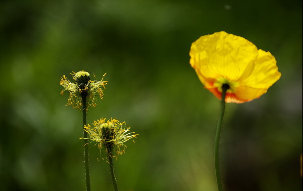 花开花谢 摄影 渭水