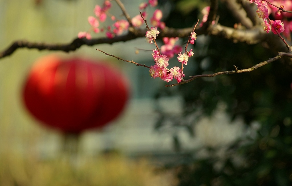 梅花2012（8） 摄影 心有芊芊