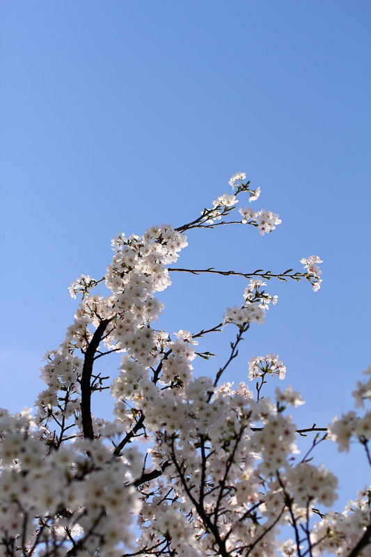 樱花3 摄影 香椿