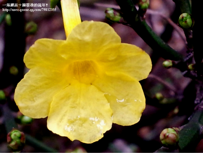 花 摄影 一场邂逅