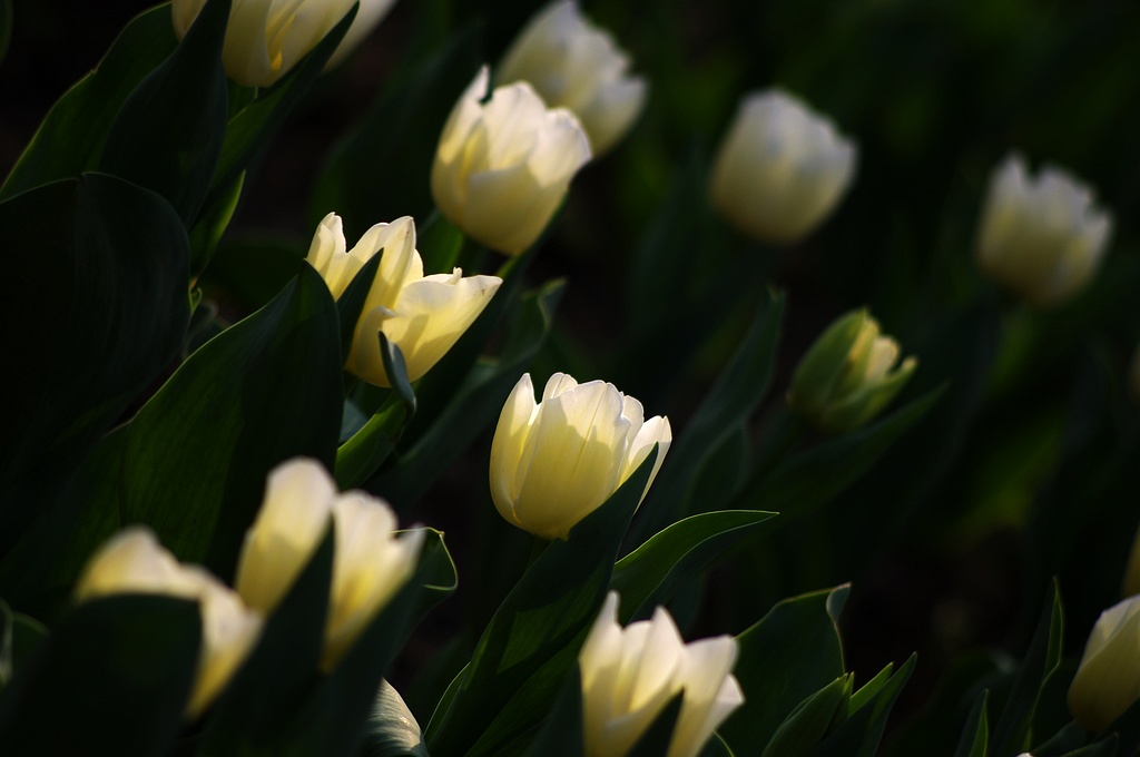 郁金香2012（1） 摄影 心有芊芊