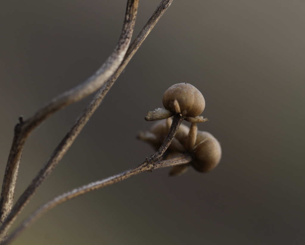 无花果 摄影 超许飞