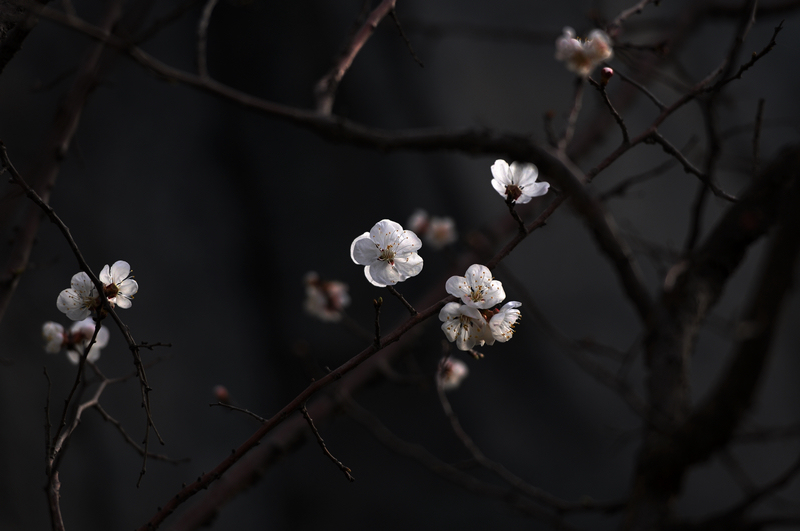 春花 摄影 朗月