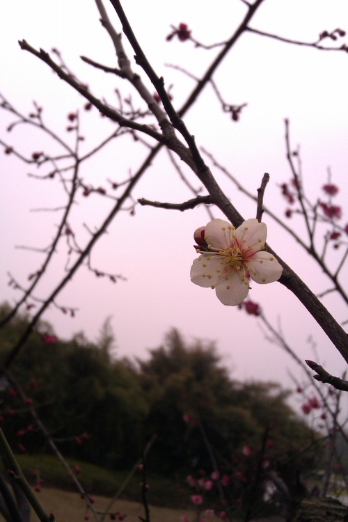 梅花开时 摄影 高渐飞