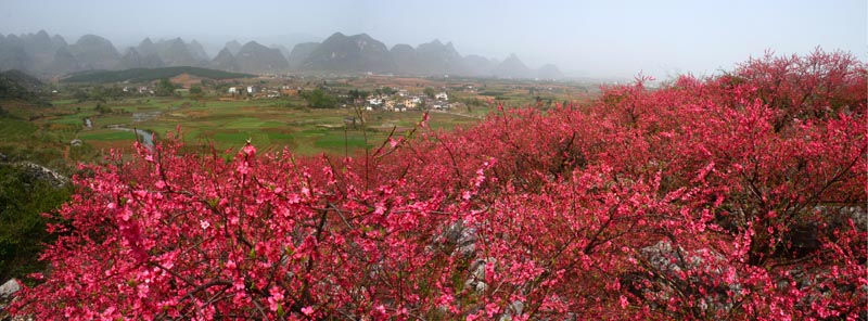 桃花深处是瑶乡 摄影 漓江通