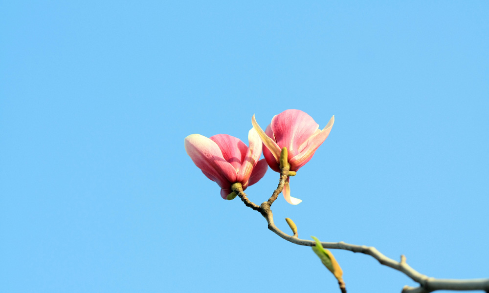 玉兰花 摄影 河山锦绣