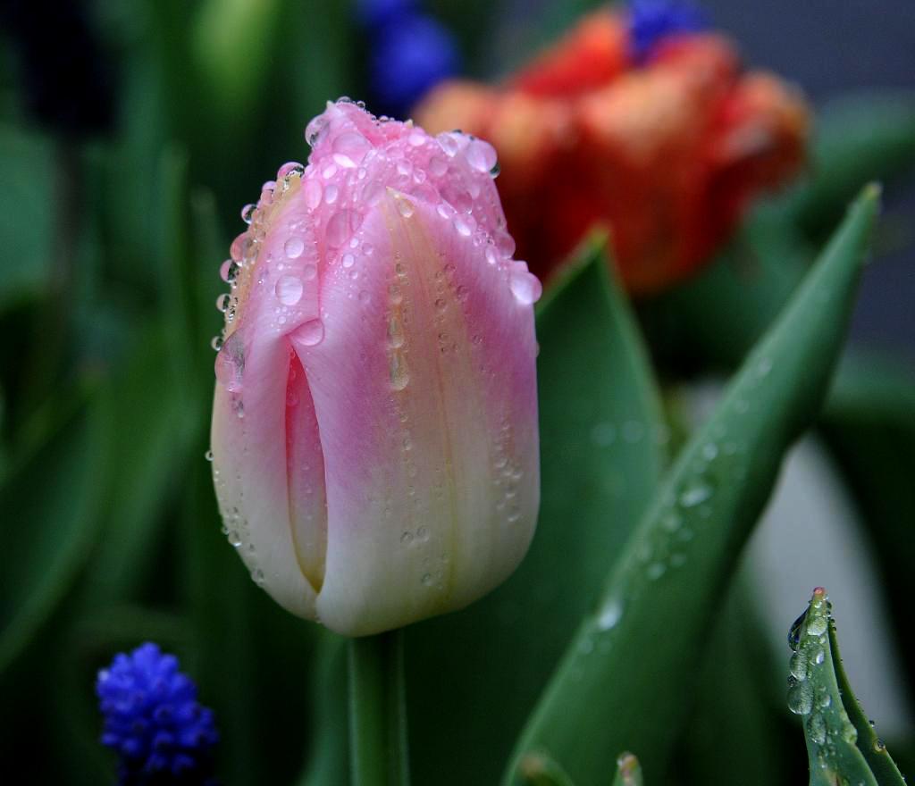 雨中花 摄影 颖画