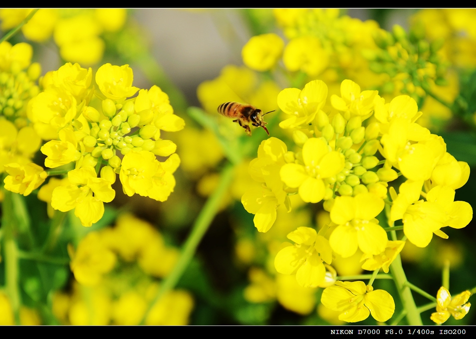 菜花与蜜蜂 摄影 Windshield