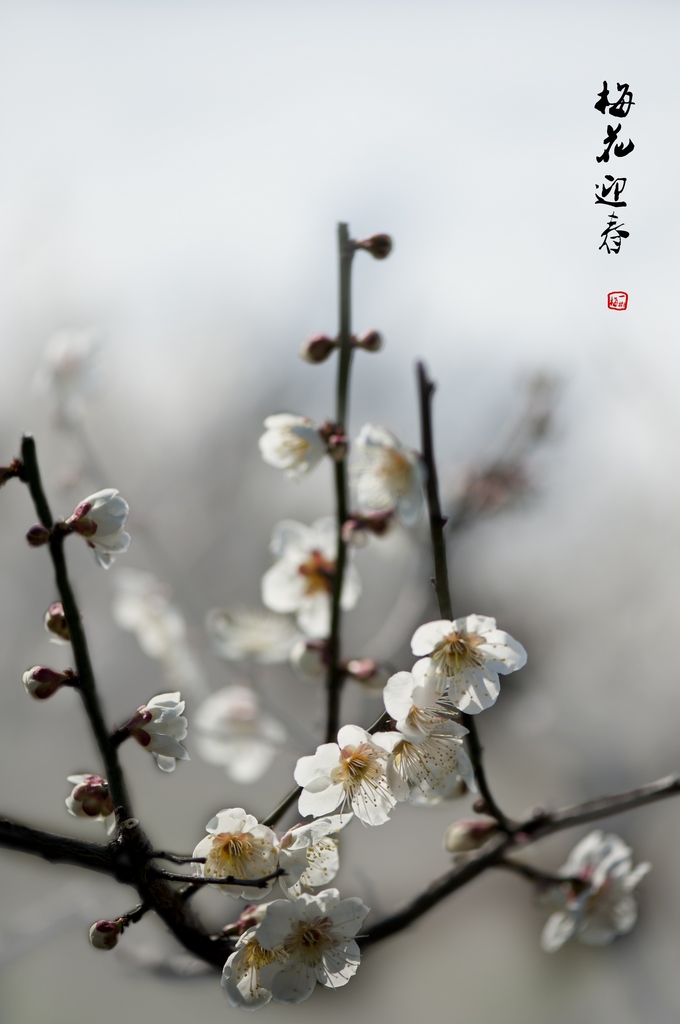 梅花迎春 摄影 江南女