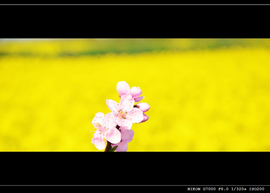 油菜地边的桃花 摄影 Windshield