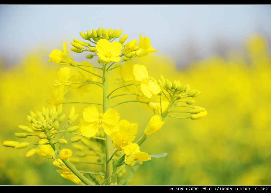 菜花 摄影 Windshield