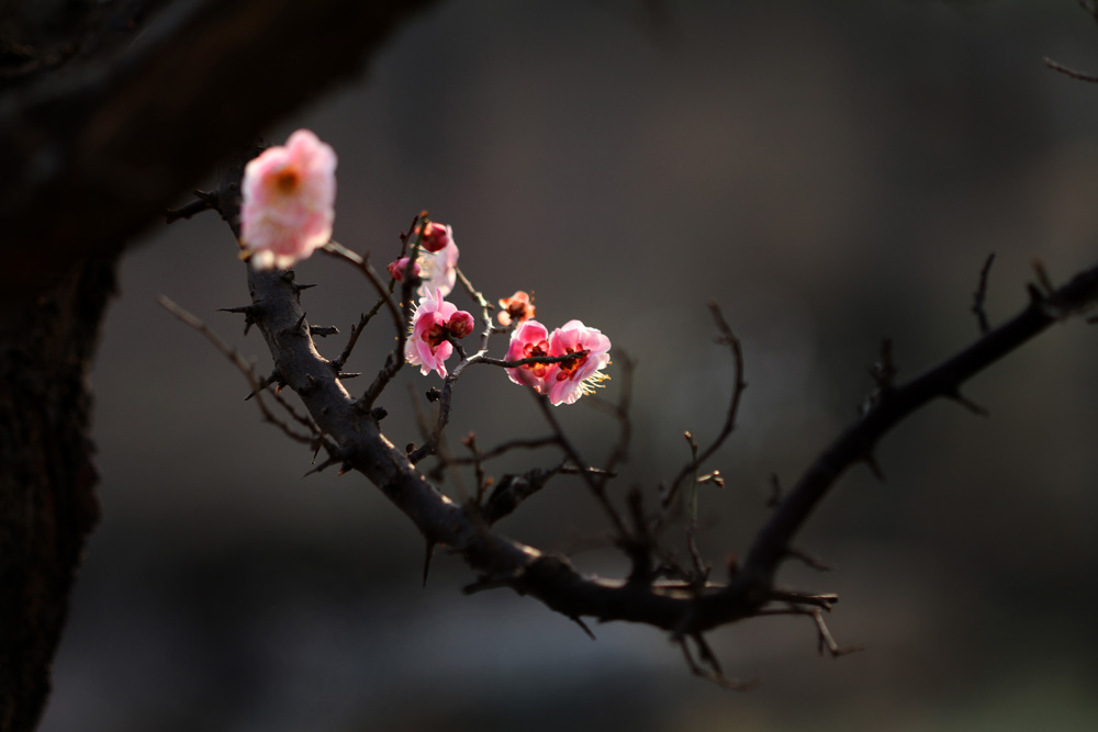 meihua梅花 摄影 黄石坡