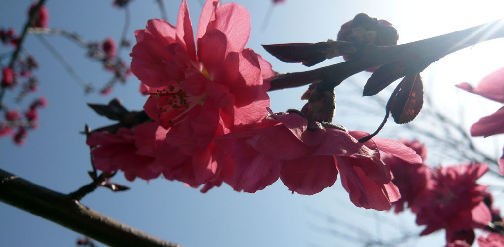 清明飞花 摄影 鹧鸪哨