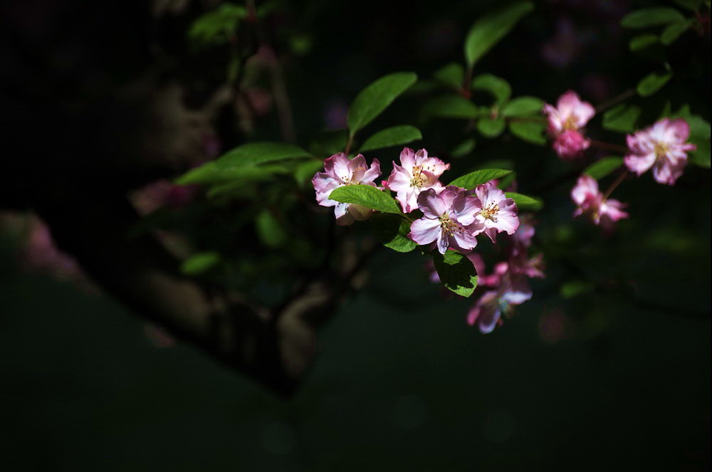 春光－－垂丝海棠（2） 摄影 渭水