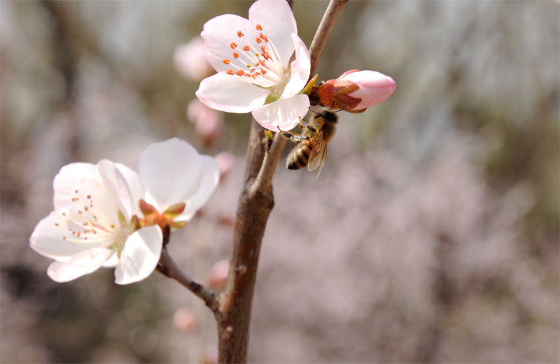 “赏”花 摄影 mangyangxiao