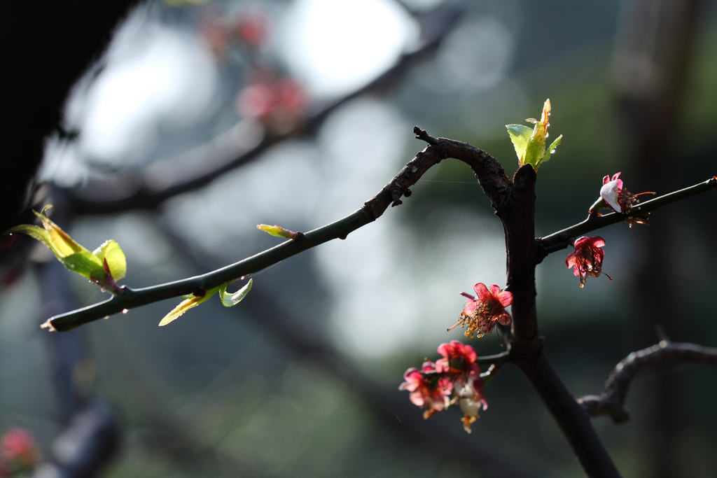 希望（残梅春芽，希望来年更灿烂。） 摄影 wanfugen