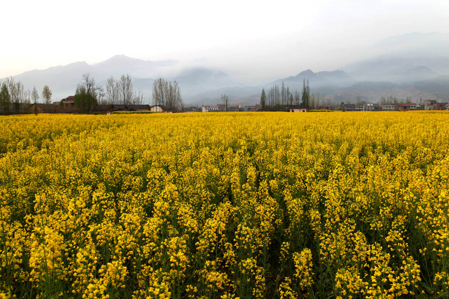 陕南汉阴油菜花 摄影 老路人