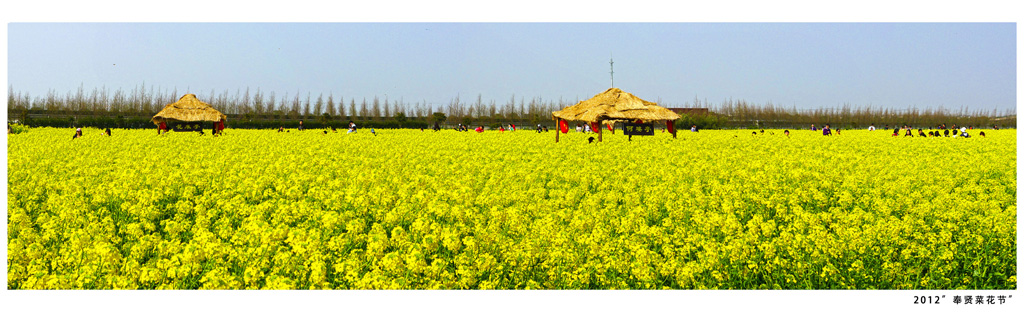 2012上海奉贤菜花节 摄影 shyejun