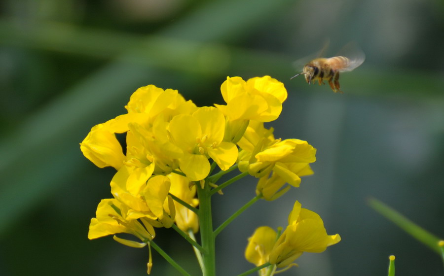 油菜花。。。 摄影 水沐阳光