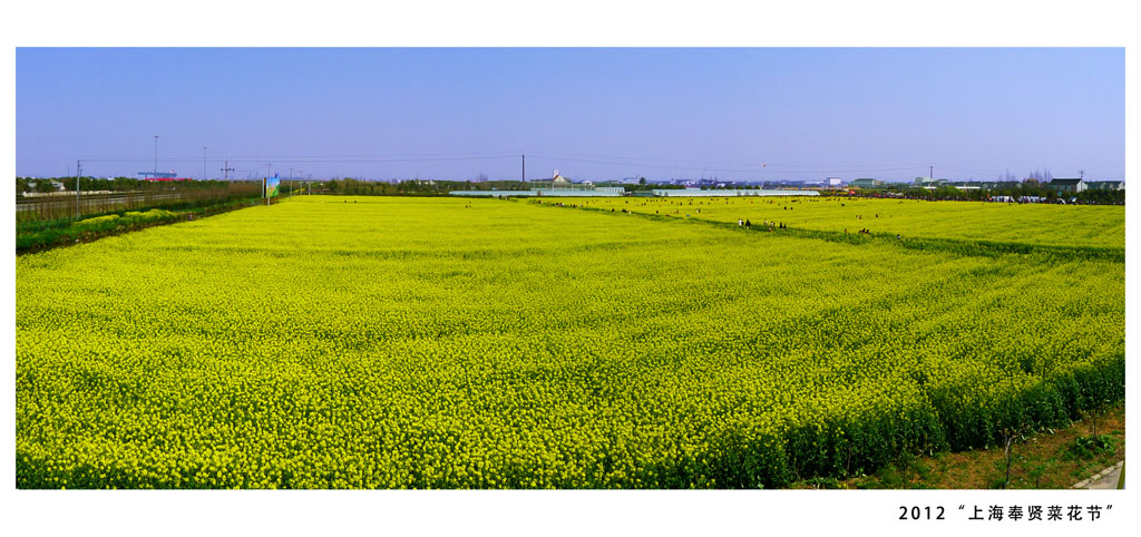 2012上海奉贤菜花节 摄影 shyejun