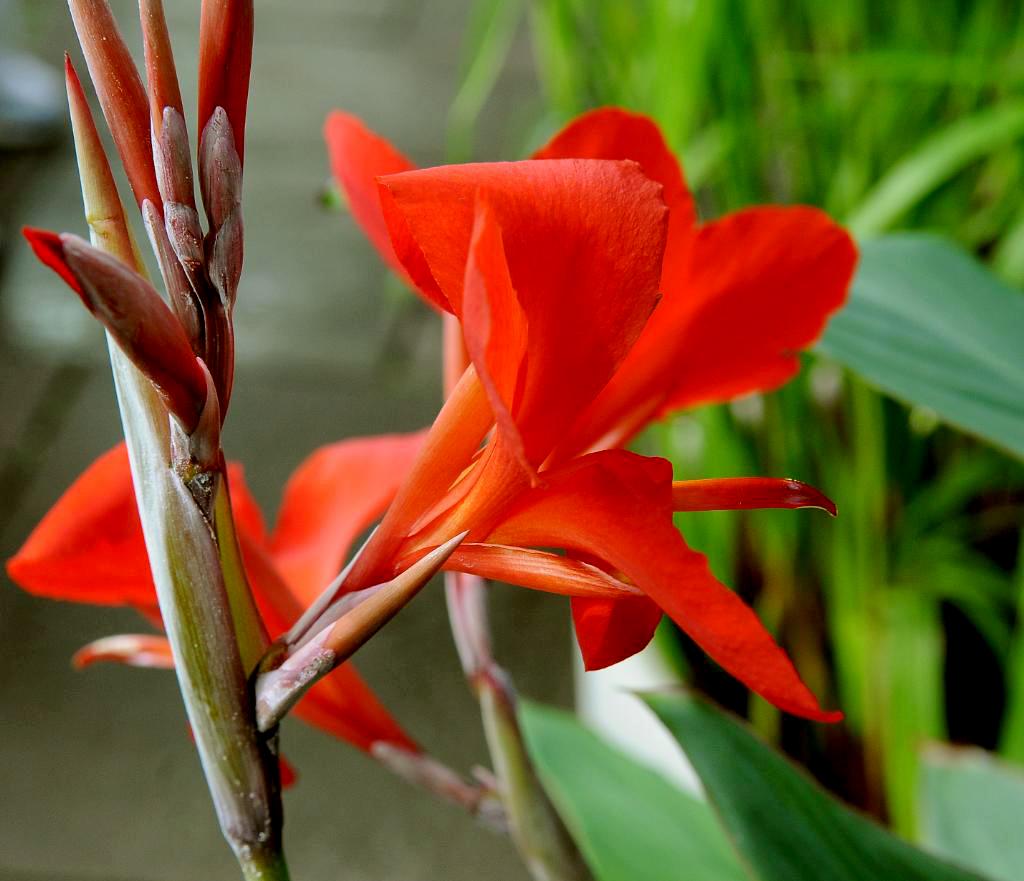 芭蕉花 摄影 颖画