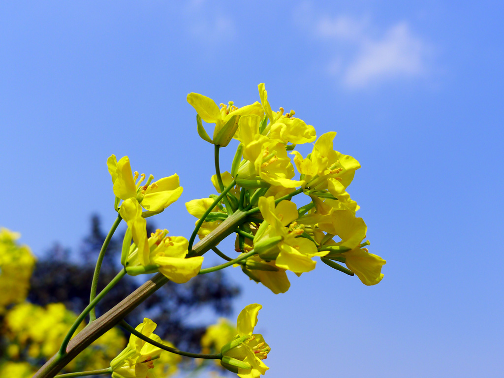 2012上海奉贤菜花节 摄影 shyejun