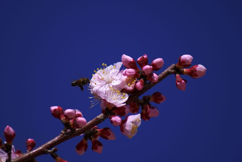 杏花 摄影 细雨芳菲