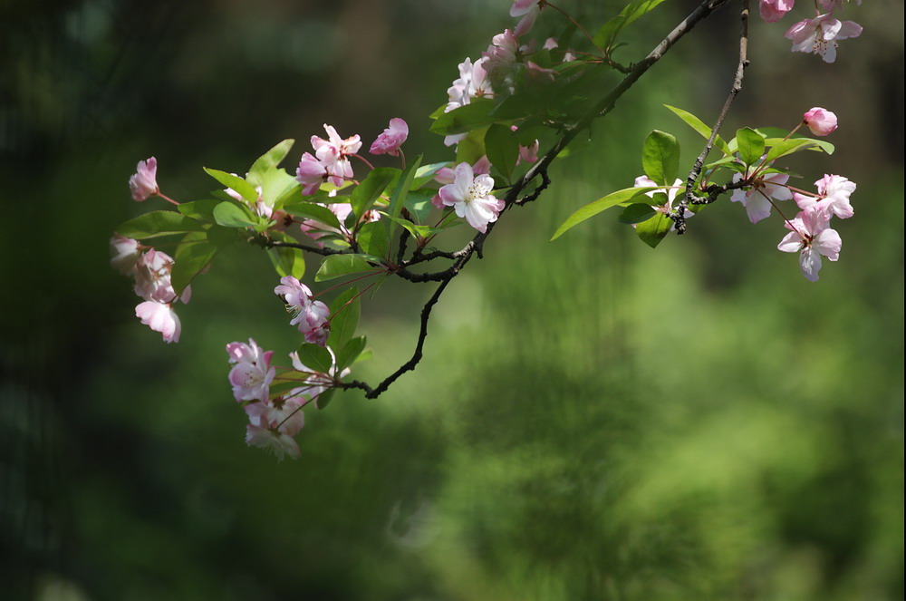 春光－－垂丝海棠（3） 摄影 渭水