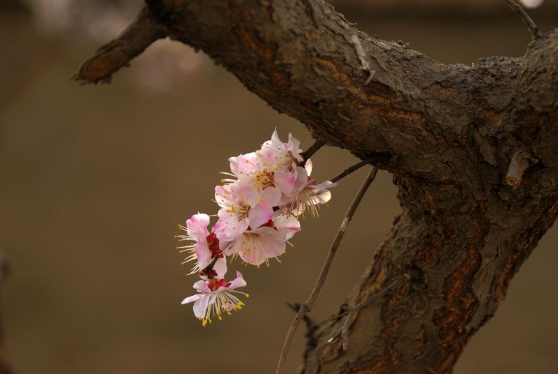 逢春 摄影 细雨芳菲