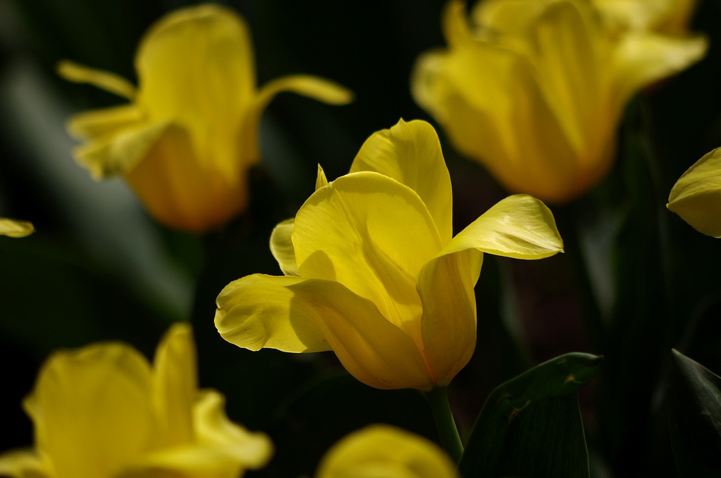 郁金香2012（2） 摄影 心有芊芊