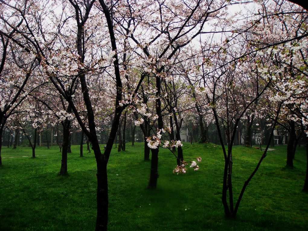 在雨中 摄影 天地悠悠