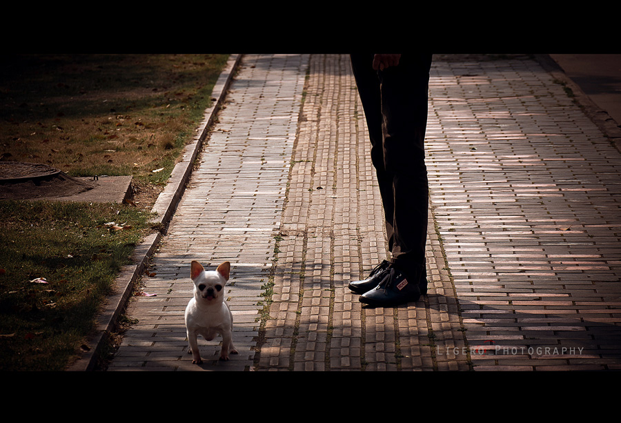 dog and man 摄影 ligero_doyo