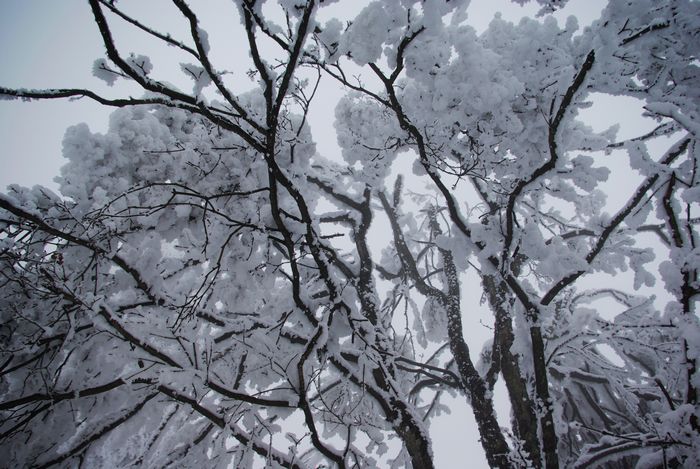 峨眉山雪景 摄影 任意飞翔的鱼