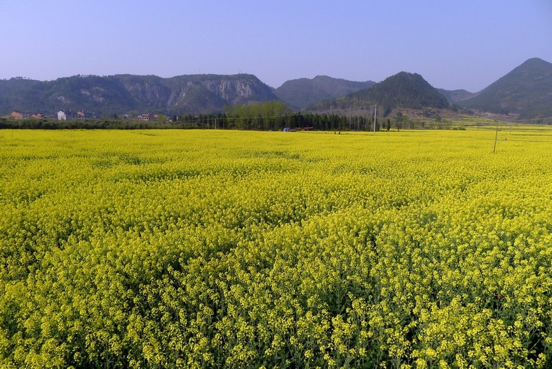 金黄色的花海 摄影 letian_yang