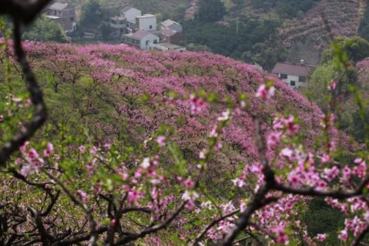 源东桃花 摄影 旅游