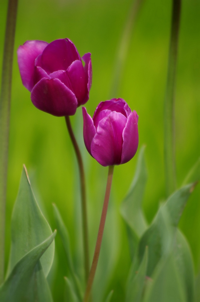 郁金香2012（3） 摄影 心有芊芊