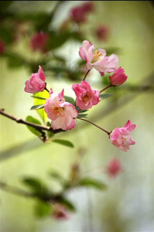 春光－－垂丝海棠（4） 摄影 渭水
