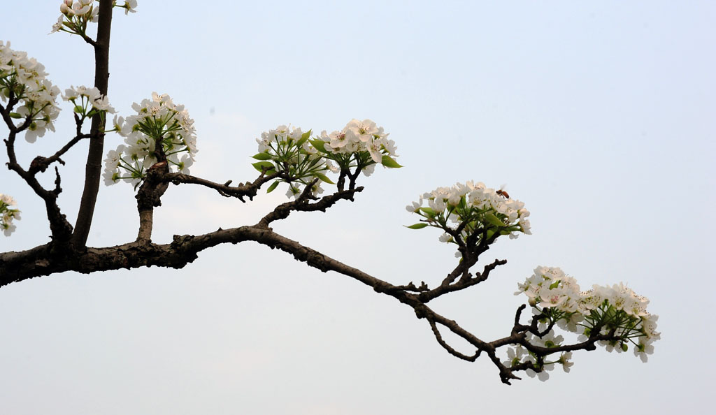 春到梨花开 摄影 老豆