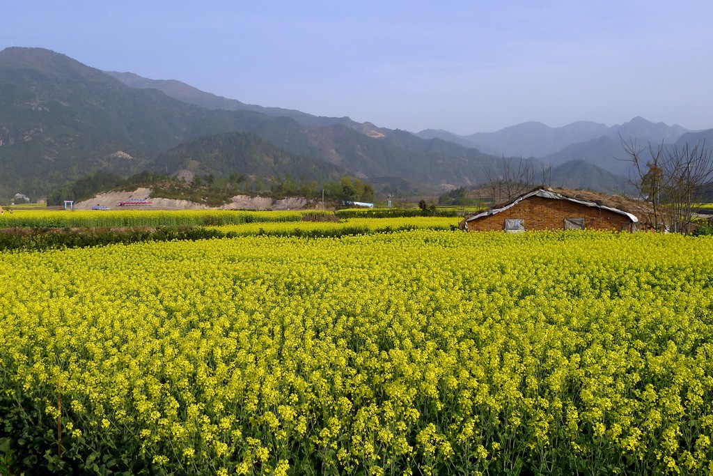 仙居油菜花节 摄影 letian_yang