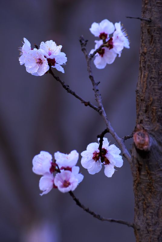 杏花朵朵 摄影 细雨芳菲