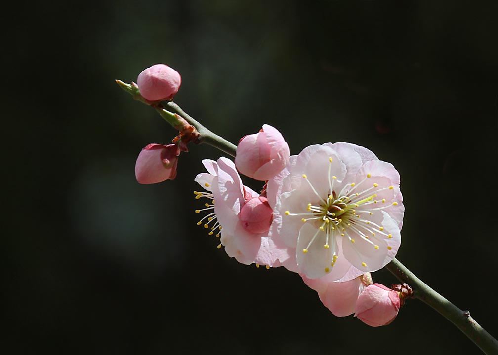 梅花绽放 摄影 过河棋子